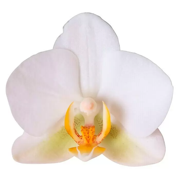 Piardino Schmetterlingsorchidee Arrangement - Bohemian White - Vorderansicht