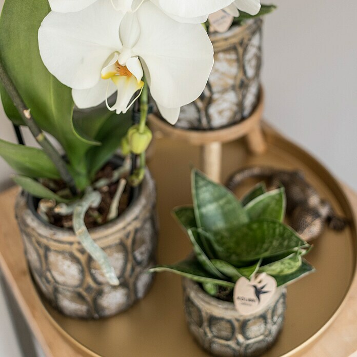 Piardino Geschenk-SetIndustrial Chic, Phalaenopsis multiflora / Succulent Aloë Brevifolia / Succulent Hobbit Mood Shot