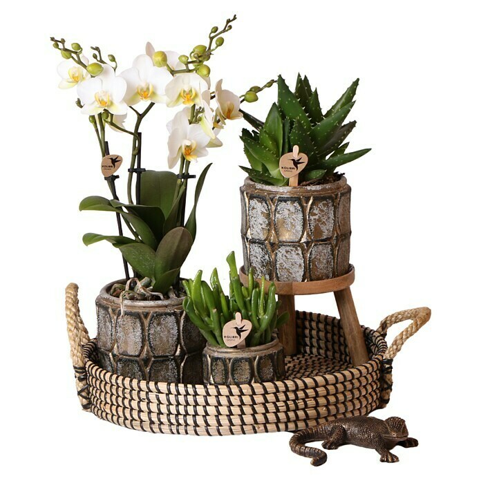 Piardino Geschenk-SetIndustrial Chic, Phalaenopsis multiflora / Succulent Aloë Brevifolia / Succulent Hobbit Use Shot