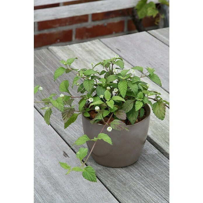 Piardino Blu Bio Aztekisches Süßkraut (Topfgröße: 12 cm)
