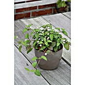 Piardino Blu Bio Aztekisches Süßkraut (Topfgröße: 12 cm)