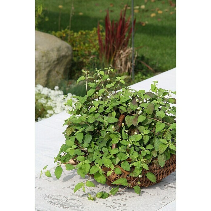 Piardino Blu Bio Aztekisches Süßkraut (Topfgröße: 12 cm)