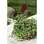 Piardino Blu Bio Aztekisches Süßkraut (Topfgröße: 12 cm)