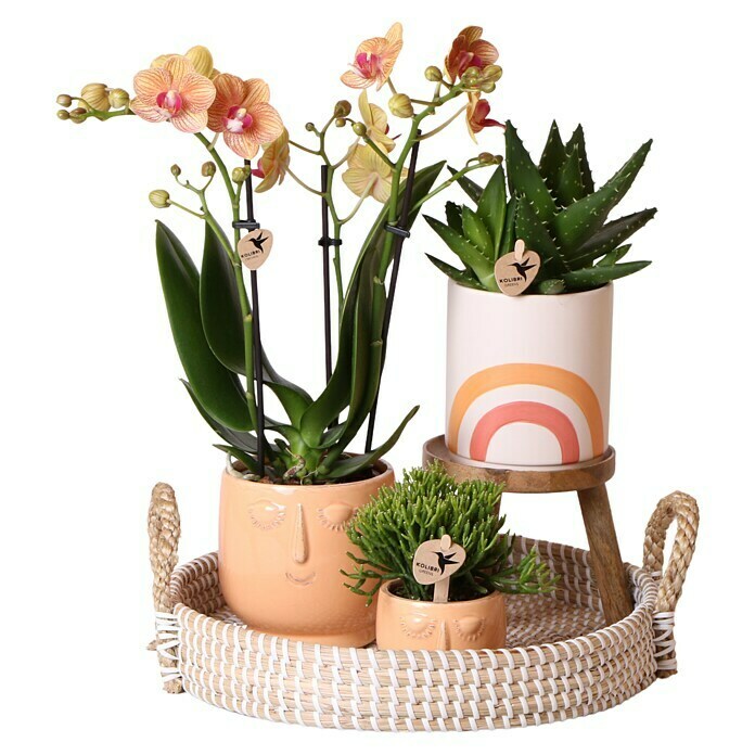 Piardino Geschenk-SetHappy Face Peach, Phalaenopsis multiflora / Rhipsalis Baccifera in Rainbow / Succulent Aloë Brevifolia Use Shot