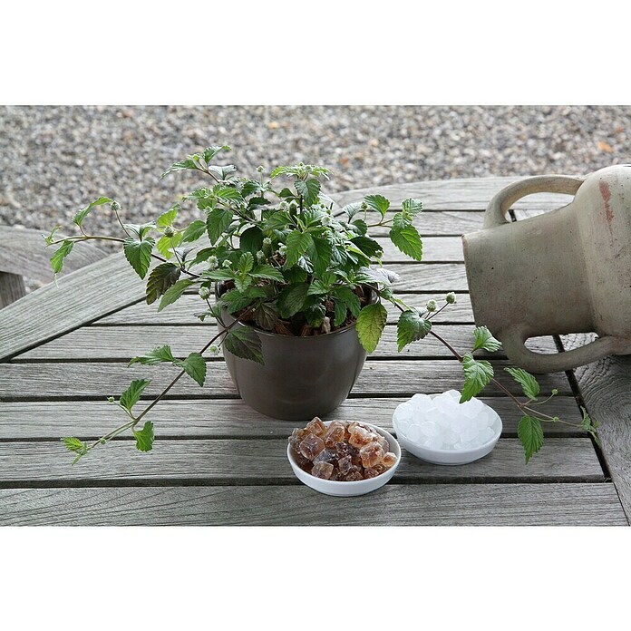 Piardino Blu Bio Aztekisches Süßkraut (Topfgröße: 12 cm)