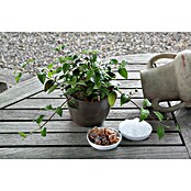 Piardino Blu Bio Aztekisches Süßkraut (Topfgröße: 12 cm)