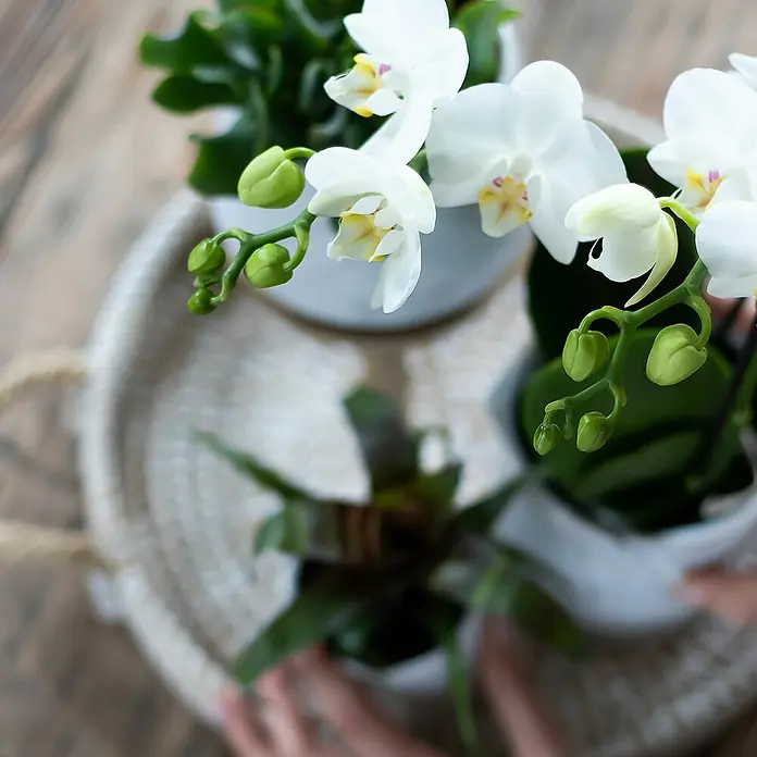 Piardino Schmetterlingsorchidee Arrangement - Bohemian White - Nahaufnahme von weißen Orchideen in Töpfen auf einem Tablett, die die zarte Schönheit und Eleganz der Orchideen hervorhebt.