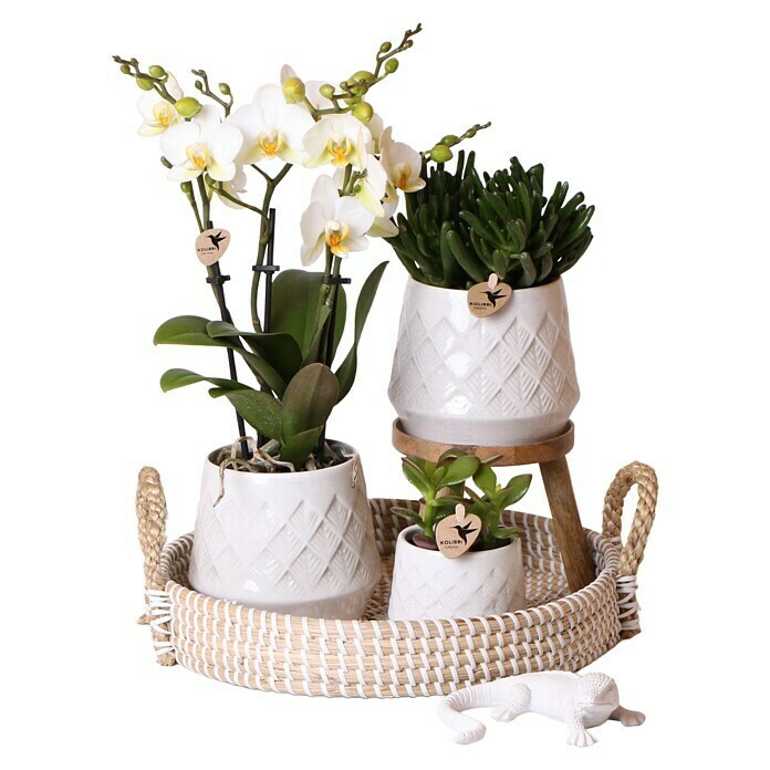 Piardino Geschenk-SetBohemian White, Phalaenopsis multiflora / Succulent Hobbit / Succulent Ovata Use Shot