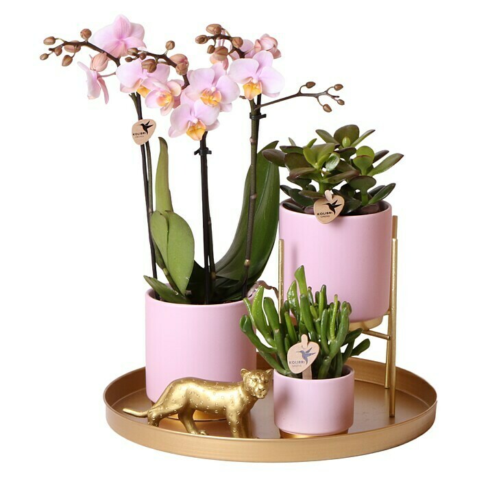 Piardino Geschenk-SetGold Foot Pink, Phalaenopsis multiflora /  Succulent Hobbit / Succulent Minor Use Shot