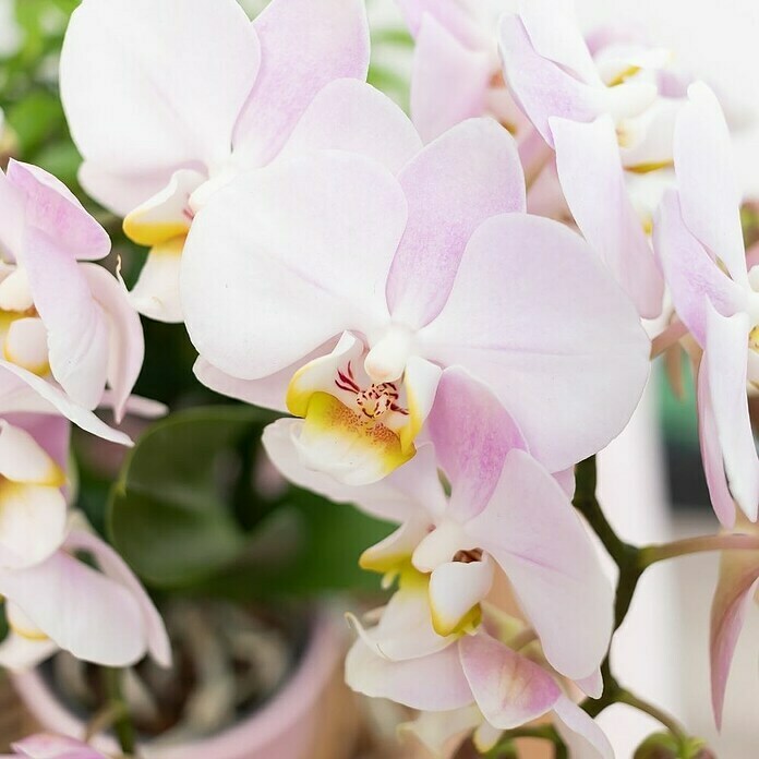 Piardino Geschenk-SetGold Foot Pink, Phalaenopsis multiflora /  Succulent Hobbit / Succulent Minor Detail Shot