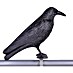 Esschert Design Gavran strašilo za zaštitu od golubova 