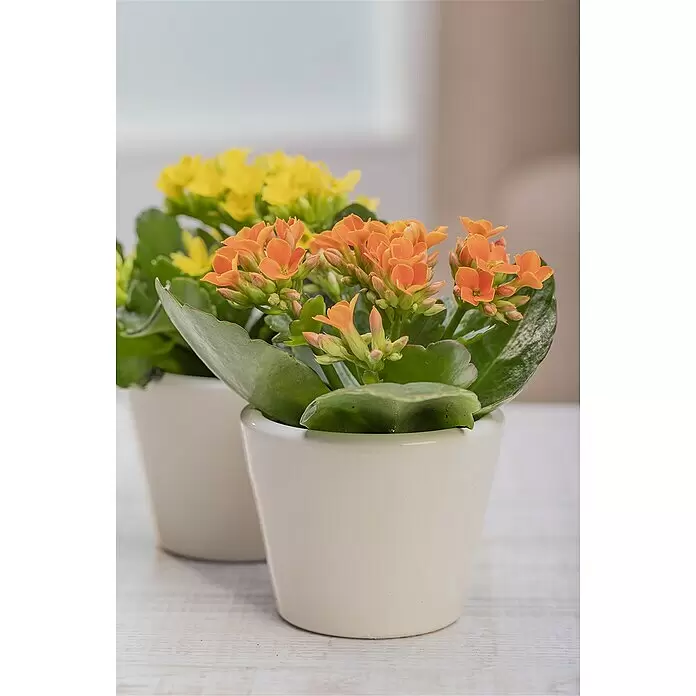 Piardino Zimmerpflanzen-MixVerschiedene Sorten, Topfgröße: 6 cm