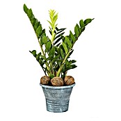 Piardino Glücksfeder (Zamioculcas zamiifolia, Topfgröße: 23 cm) | BAUHAUS