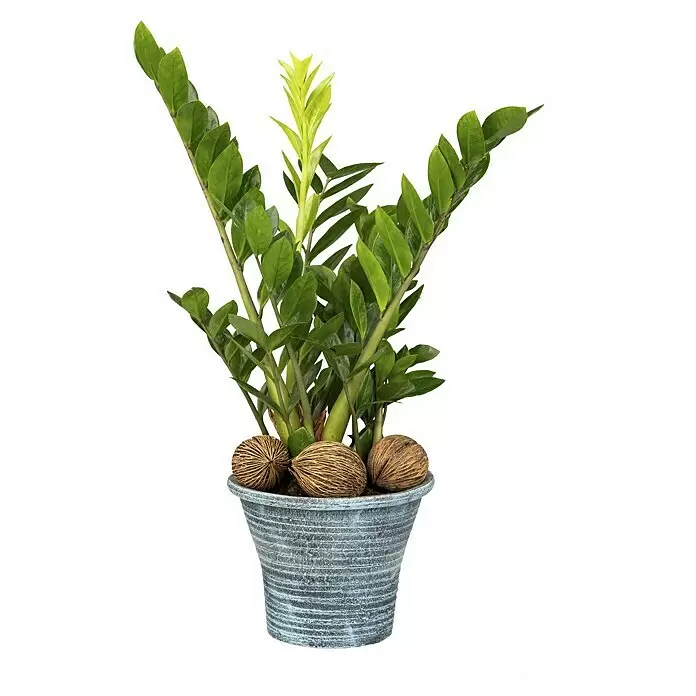 Piardino GlücksfederZamioculcas zamiifolia, Topfgröße: 23 cm