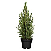 Picea glauca 13 Conica