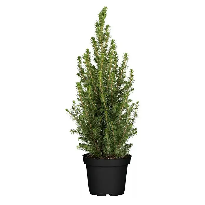 Piardino Zuckerhut-Fichte Conica - Picea glauca 'Conica', Topfgröße: 13 cm - Nahaufnahme einer Zwerg-Kiefer in einem schwarzen Topf, die eine dichte, grüne Benadelung und eine kegelförmige Form aufweist.