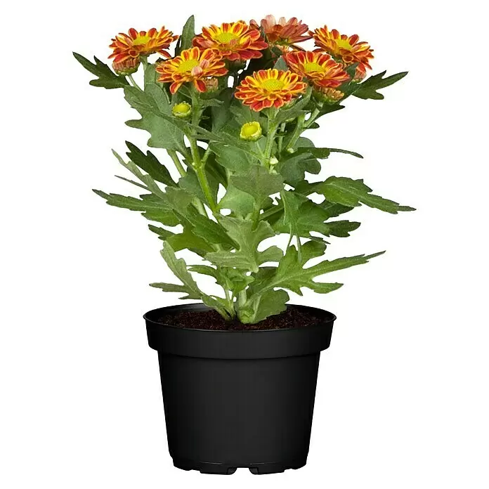 Piardino Zimmerpflanzen-MixVerschiedene Sorten, Topfgröße: 6 cm