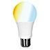 Müller-Licht Tint LED-Lampe 