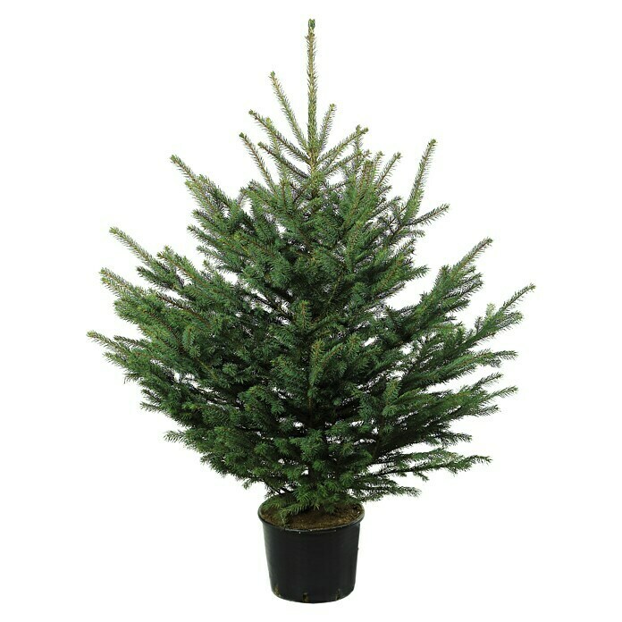 Piardino Blaufichte (100 cm - 125 cm, Picea pungens var. glauca, Im Topf gedrückt) | BAUHAUS