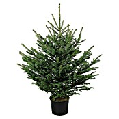 Piardino Blaufichte (100 cm - 125 cm, Picea pungens var. glauca, Im Topf gedrückt) | BAUHAUS