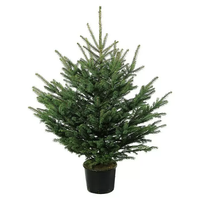 Piardino Blaufichte getopft - Picea pungens var. glauca, 100 cm - 125 cm - Vorderansicht