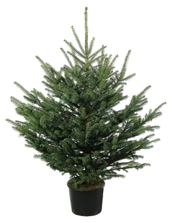 black box trees künstlicher weihnachtsbaum brampton 185 cm Künstlicher Weihnachtsbaum Brampton 185 cm kaufen main image 1
