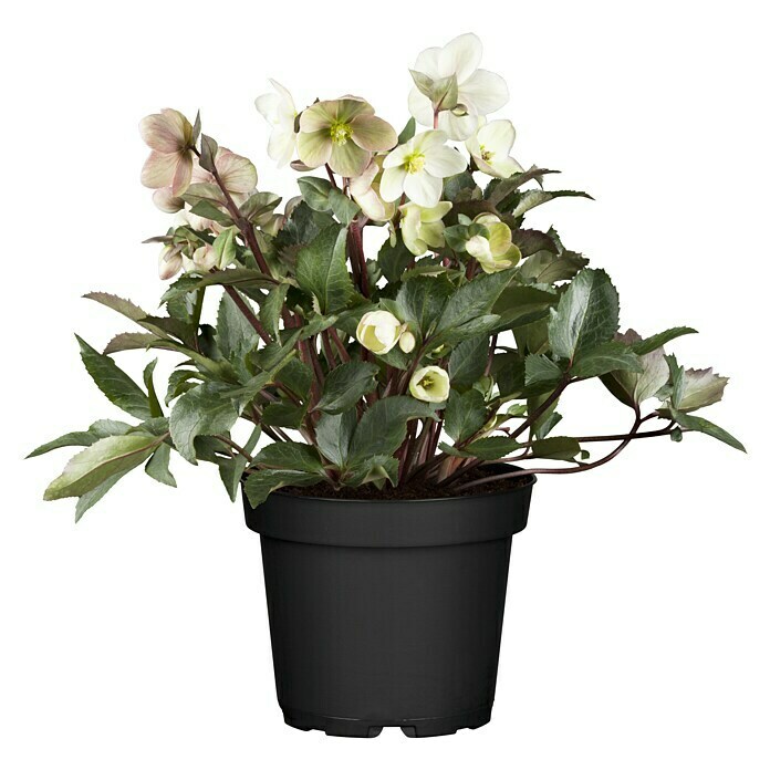 Piardino Christrose (Helleborus niger Ericsmithii Valeria, Topfgröße: 14 cm, Cremeweiß) | BAUHAUS