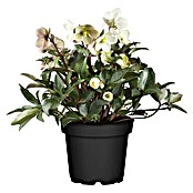 Piardino Christrose (Helleborus niger Ericsmithii Valeria, Topfgröße: 14 cm, Cremeweiß) | BAUHAUS