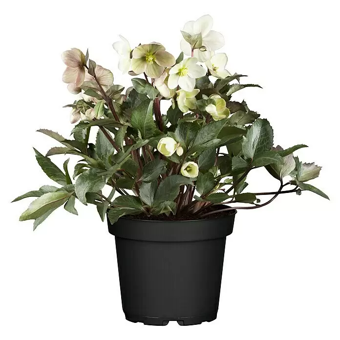 Piardino Christrose - Helleborus x ericsmithii VIV® 'Valeria', Topfgröße: 14 cm, Cremeweiß - Getopfte Helleborus-Pflanze mit hellen Blüten und grünen Blättern in einem schwarzen Plastiktopf.