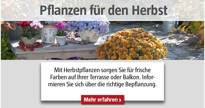 Herbstpflanzen