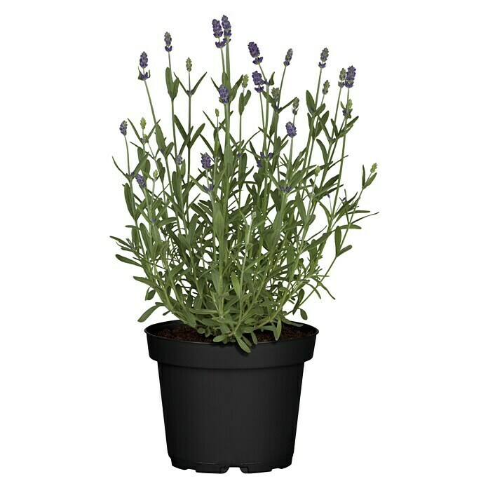 Piardino Lavendel (Lavandula angustifolia, Topfgröße: 11 cm, Blütenfarbe: Violett) | BAUHAUS