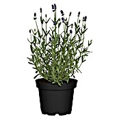 Piardino Lavendel (Lavandula angustifolia, Topfgröße: 11 cm, Blütenfarbe: Violett) | BAUHAUS