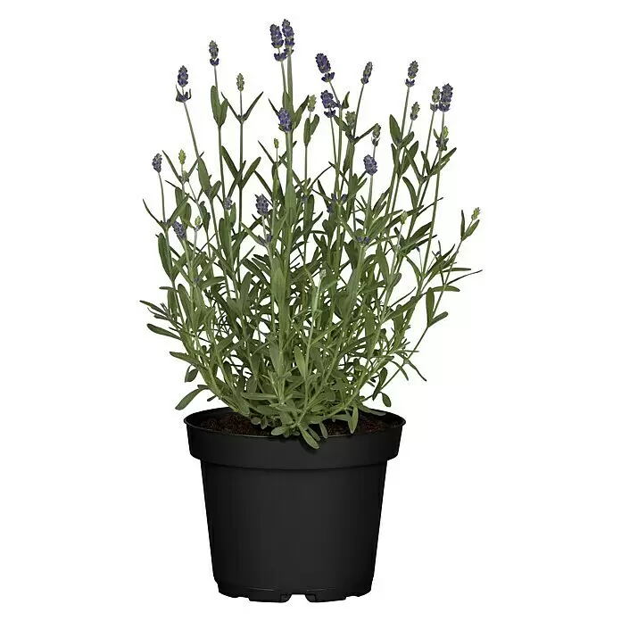 Piardino Lavendel - Lavandula angustifolia, Topfgröße: 11 cm, Blütenfarbe: Violett - Getopfte Lavendelpflanze mit lila Blüten und grünen Blättern in einem schwarzen Topf.