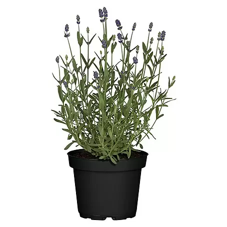 Piardino  Lavendel