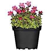 Piardino Moos-Steinbrech (Saxifraga, Topfgröße: 11 cm, Rot) | BAUHAUS