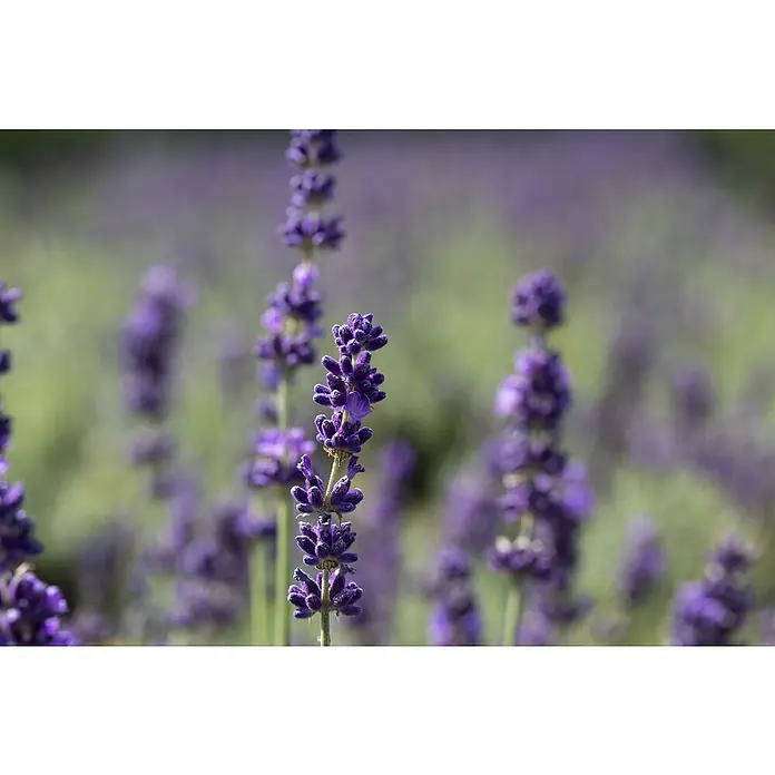 Piardino Lavendel - Lavandula angustifolia, Topfgröße: 11 cm, Blütenfarbe: Violett - Nahaufnahme von lila Lavendelblüten in einem Feld. Die Blüten sind scharf fokussiert, der Hintergrund ist verschwommen.