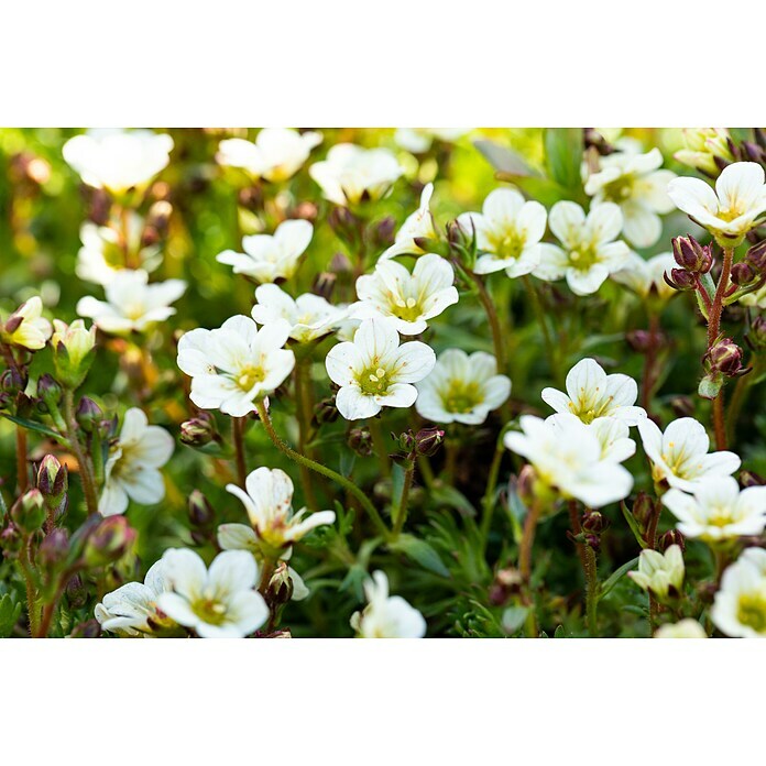 Piardino Moos-SteinbrechSaxifraga, Topfgröße: 11 cm, Rot Detail Shot