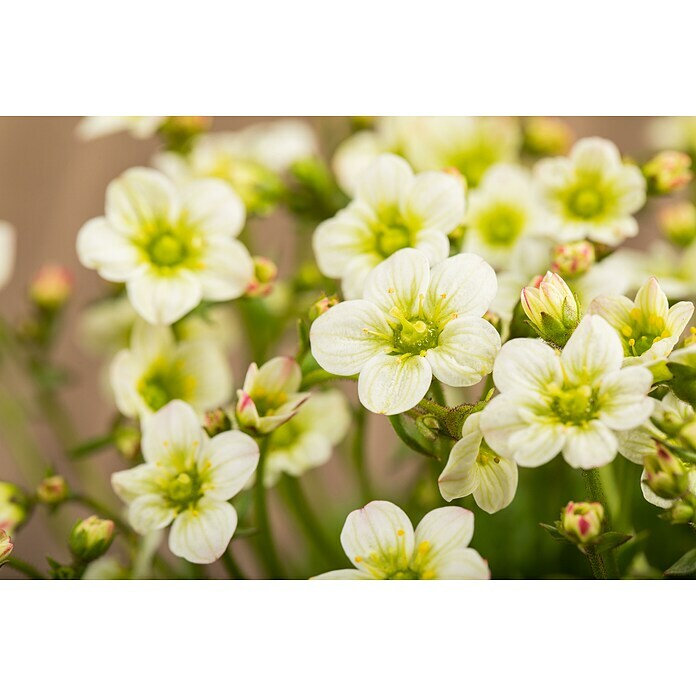 Piardino Moos-SteinbrechSaxifraga, Topfgröße: 11 cm, Rot Detail Shot