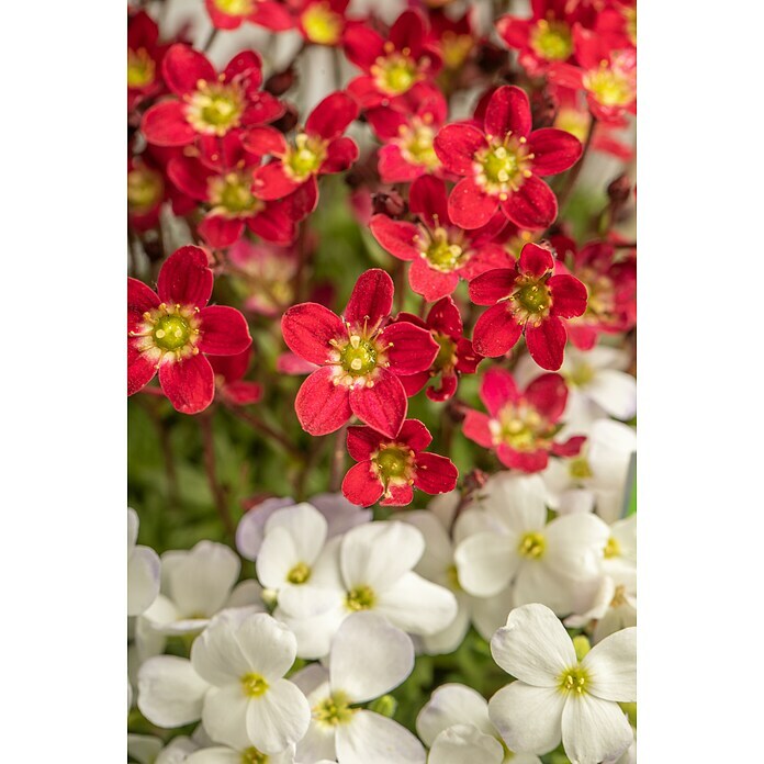 Piardino Moos-SteinbrechSaxifraga, Topfgröße: 11 cm, Rot Detail Shot