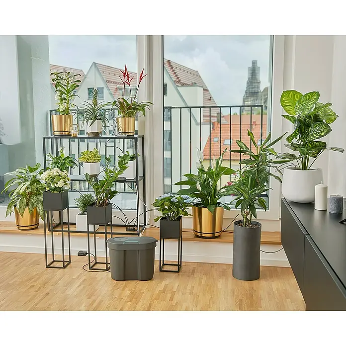 eukalyptus zimmerpflanze obi Eukalyptus kaufen