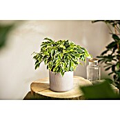 Ficus benjamina Kinky 12 bunt