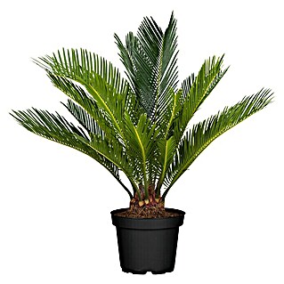 Piardino Palmfarn (Cycas revoluta, Topfgröße: 17 cm, Dunkelgrün)