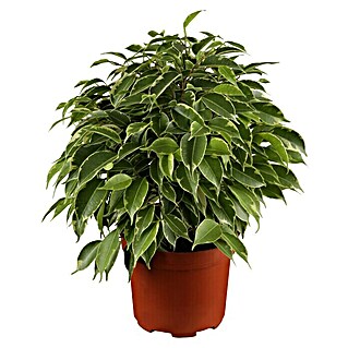 Piardino Birken-Feige (Ficus benjamina 'Kinky', Topfgröße: 12 cm)