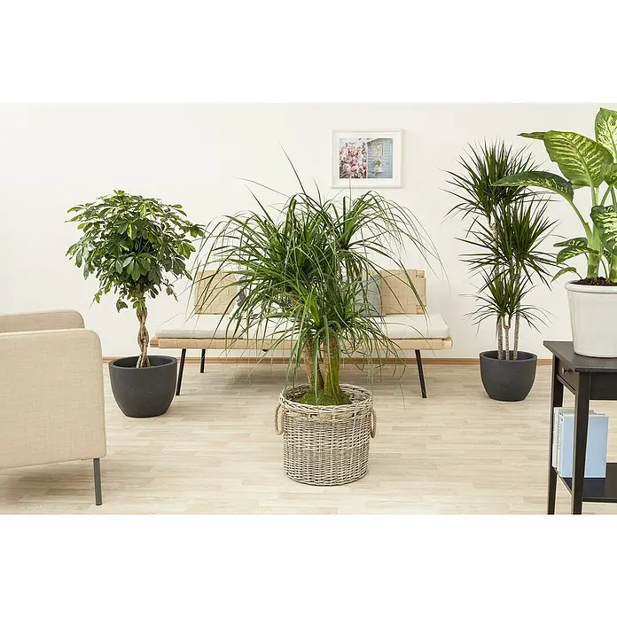 Piardino ElefantenfußBeaucarnea recurvata, Topfgröße: 22 cm - Zimmer mit dekorativen Topfpflanzen, darunter eine Drachenbaum-Pflanze in einem geflochtenen Korb, die eine wohnliche Atmosphäre schaffen.
