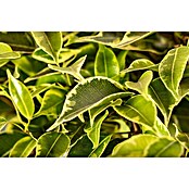 Ficus benjamina Kinky 12 bunt