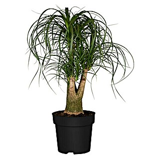 Piardino Elefantenfuß (Beaucarnea recurvata, Topfgröße: 22 cm)