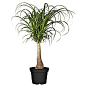 Piardino Elefantenfuß Aktion (Beaucarnea recurvata, Topfgröße: 19 cm) | BAUHAUS