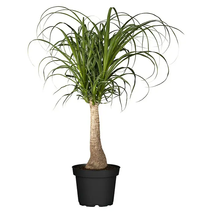 Piardino Elefantenfuß Aktion - Beaucarnea recurvata, Topfgröße: 19 cm - Elegante Zimmerpflanze: Beaucarnea recurvata, bekannt als Elefantenfuß, in einem schwarzen Topf, mit langen, gewellten Blättern.