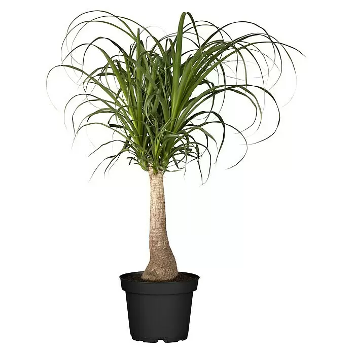Piardino Elefantenfuß AktionBeaucarnea recurvata, Topfgröße: 19 cm