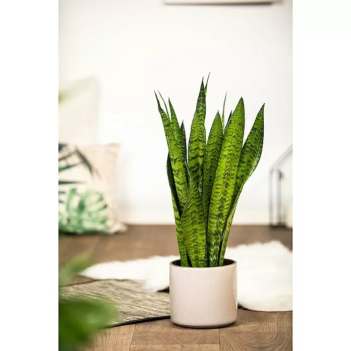 Piardino Bogenhanf - Sansevieria zeylanica, Topfgröße: 17 cm, Gelb-Grün - Eine Sansevieria mit grün-gelb gemusterten Blättern in einem hellrosa Keramiktopf auf Holzboden.